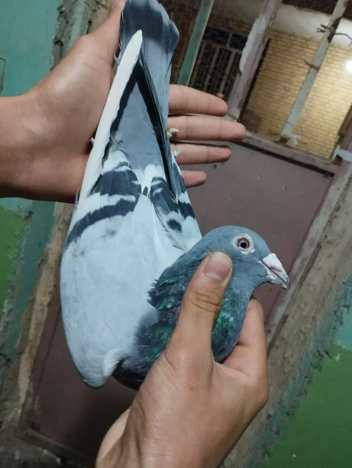 کبوتر پلاکی بازرگان نشسته|پرنده|سوسنگرد, |دیوار