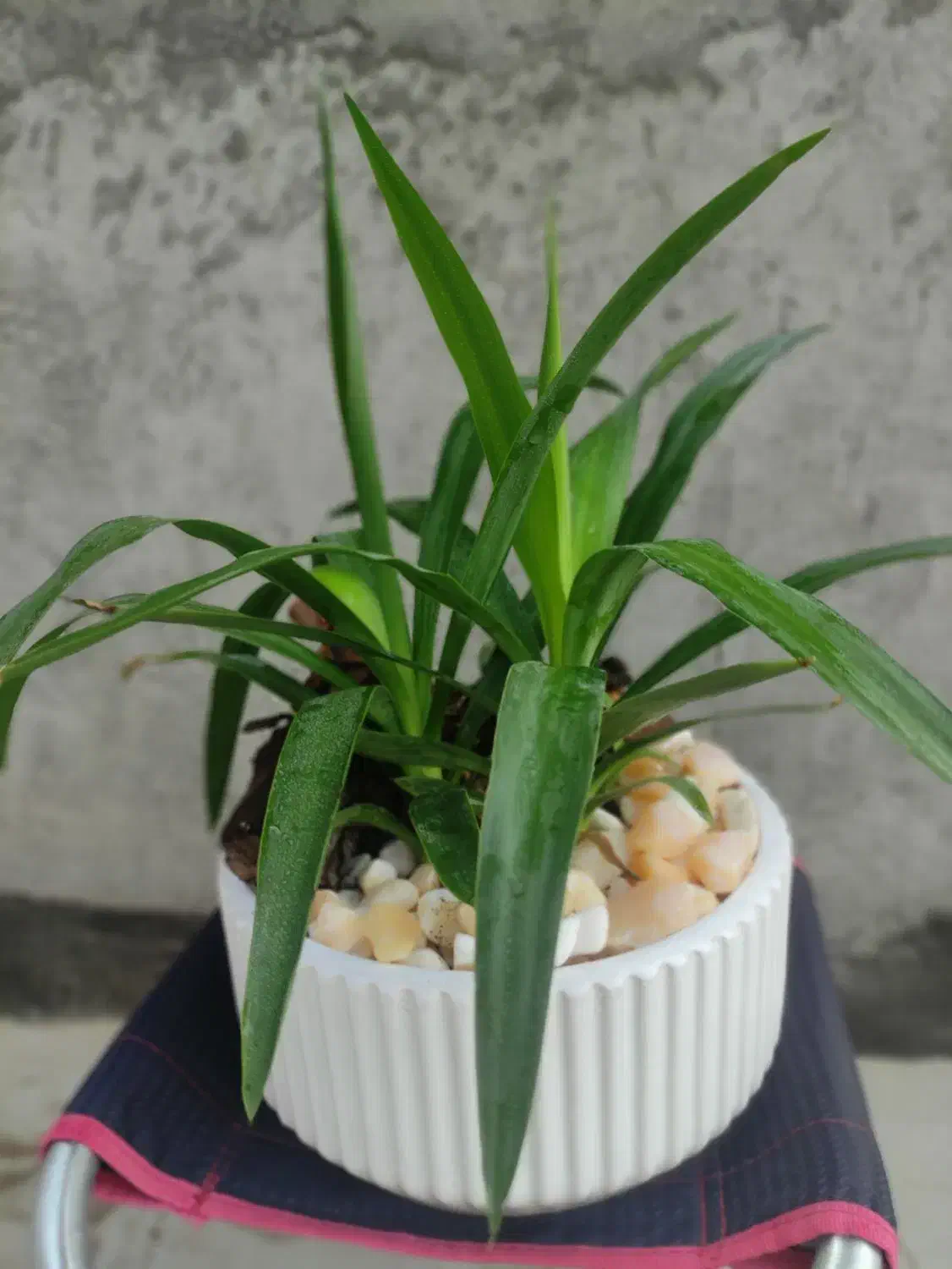 گل آپارتمانی بونسای کادو خاص با گلدان سفالی مخصوص|گل و گیاه طبیعی|مشهد, کارمندان دوم|دیوار