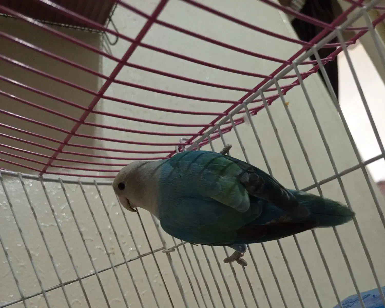 طوطی کوتوله|پرنده|اصفهان, پوریای ولی|دیوار