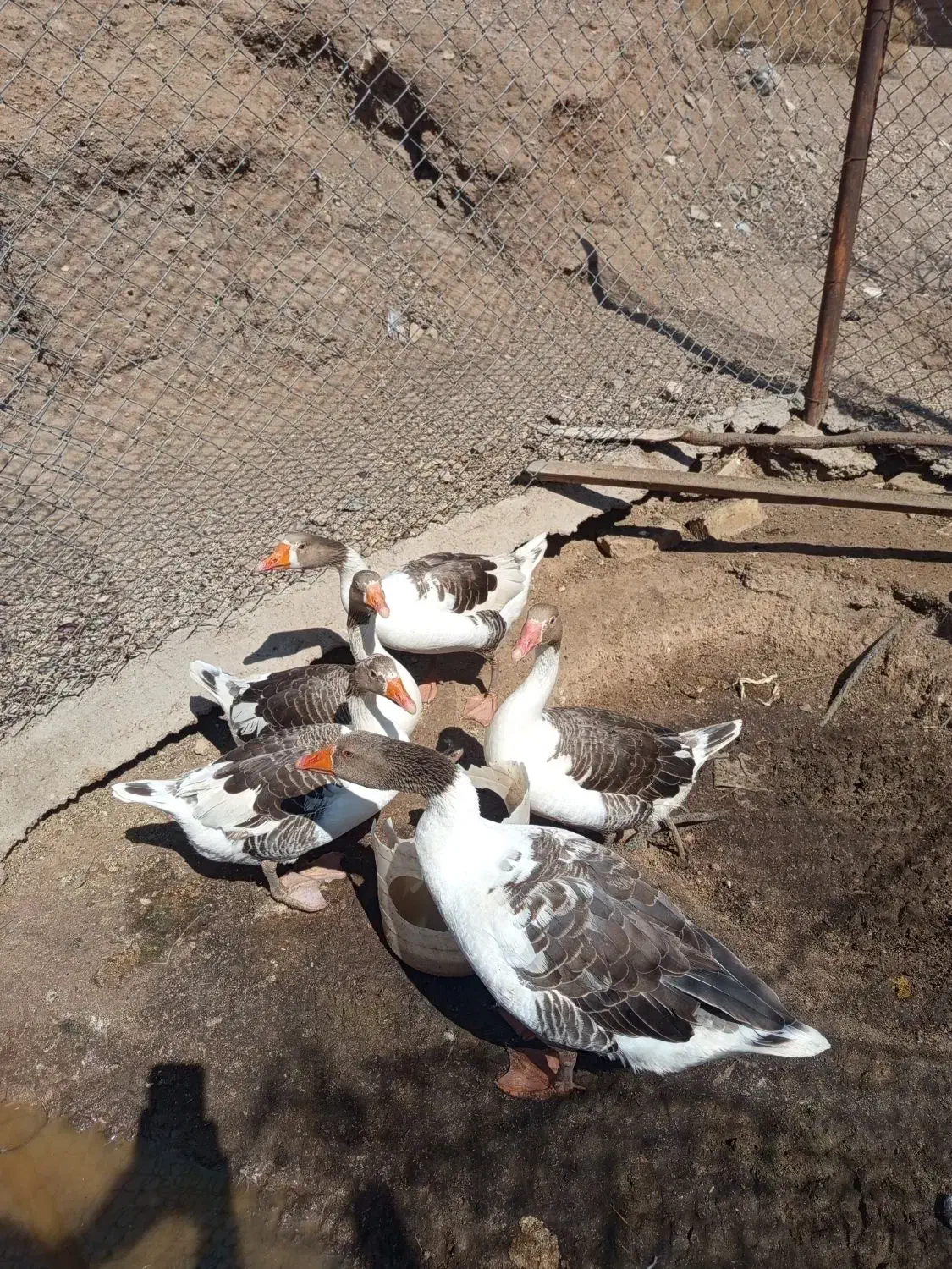 غاز|حیوانات مزرعه|ساوه, |دیوار