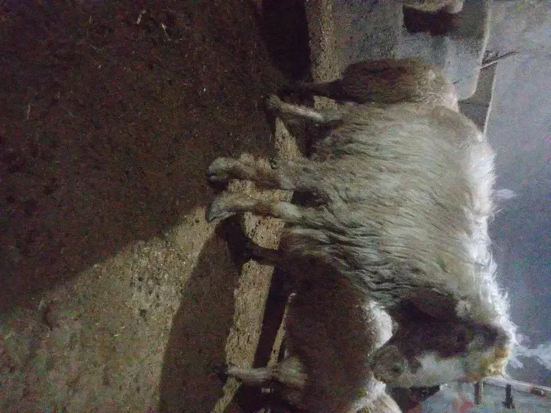 قوچ ورن سنجابی|حیوانات مزرعه|بیستون, |دیوار