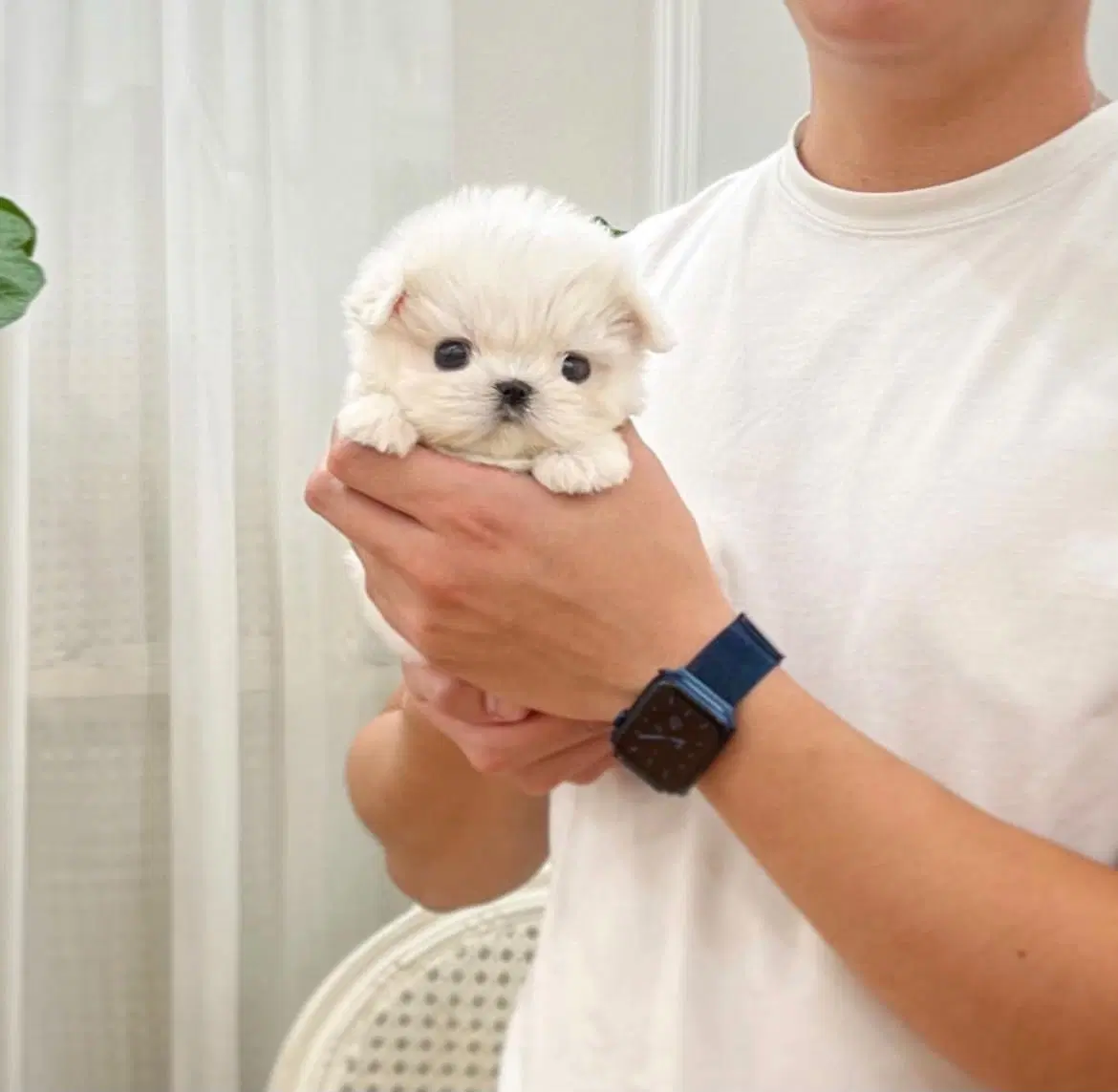 poodle(پودل کراس)|سگ|تهران, قلمستان|دیوار