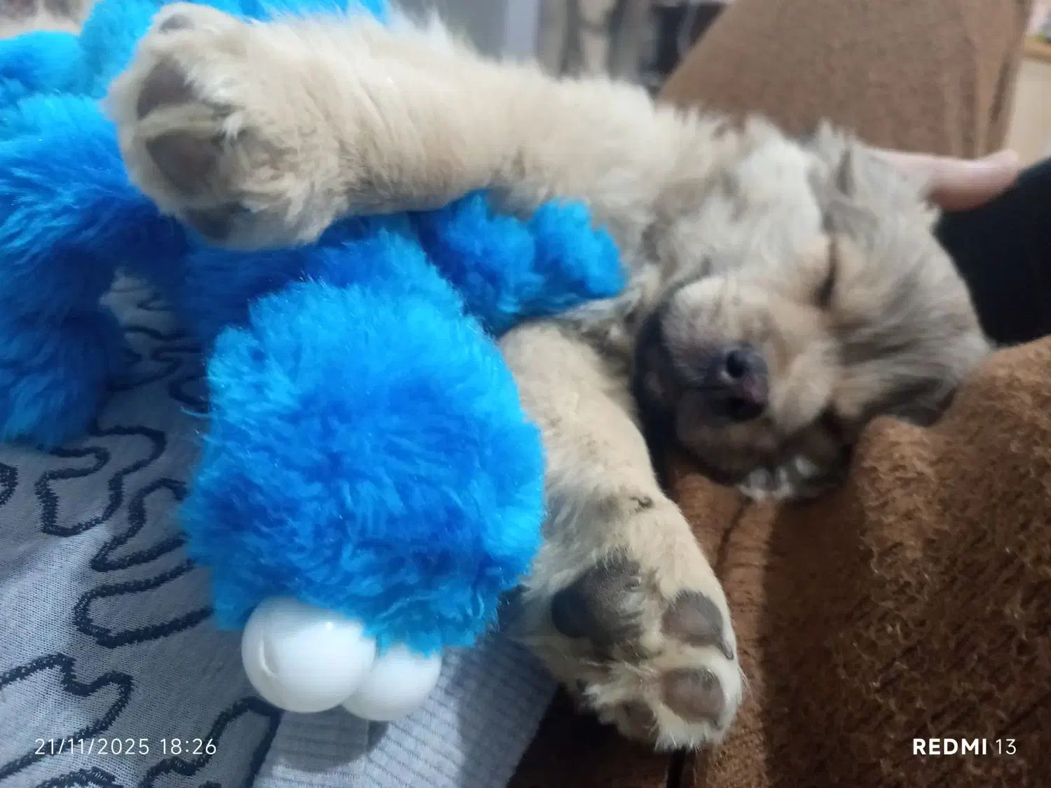 واگذاری|سگ|دماوند, دماوند|دیوار