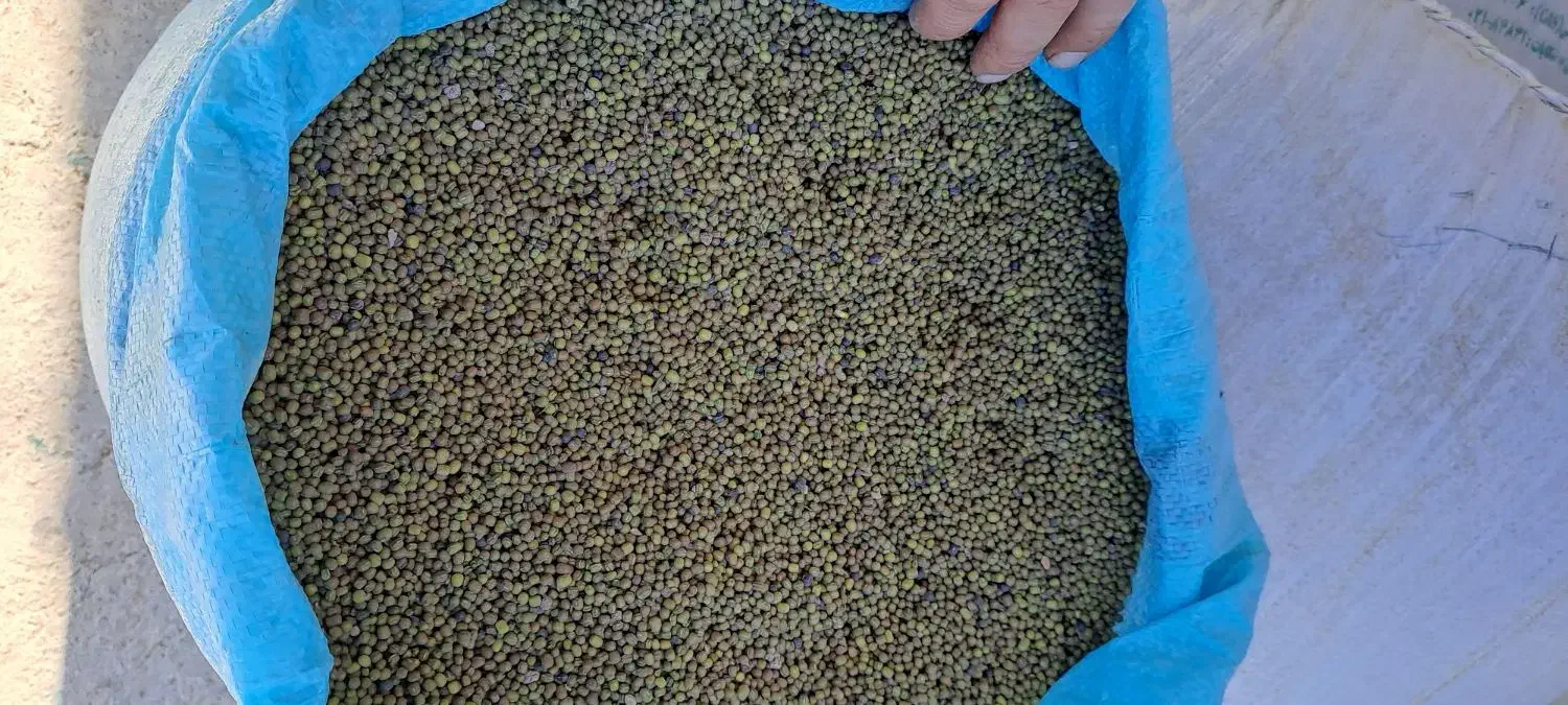 ماش|عمده‌فروشی|شاهیوند, |دیوار