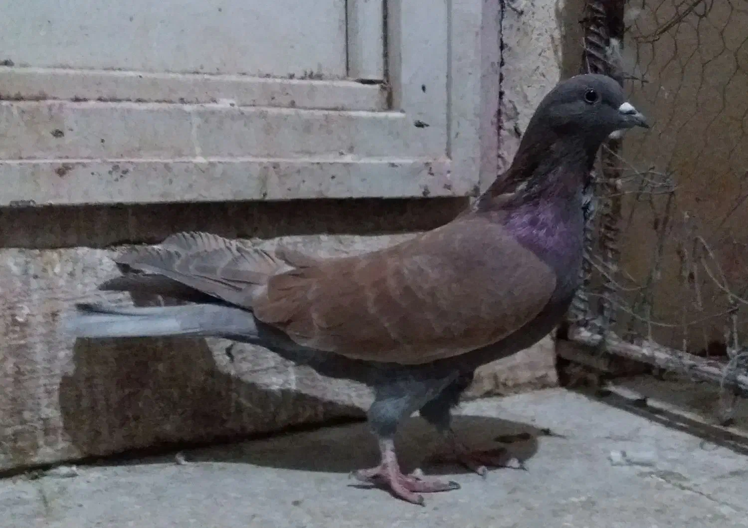 کبوتر پرشی نر و یاهو|پرنده|قم, شهرک سازمان آب|دیوار