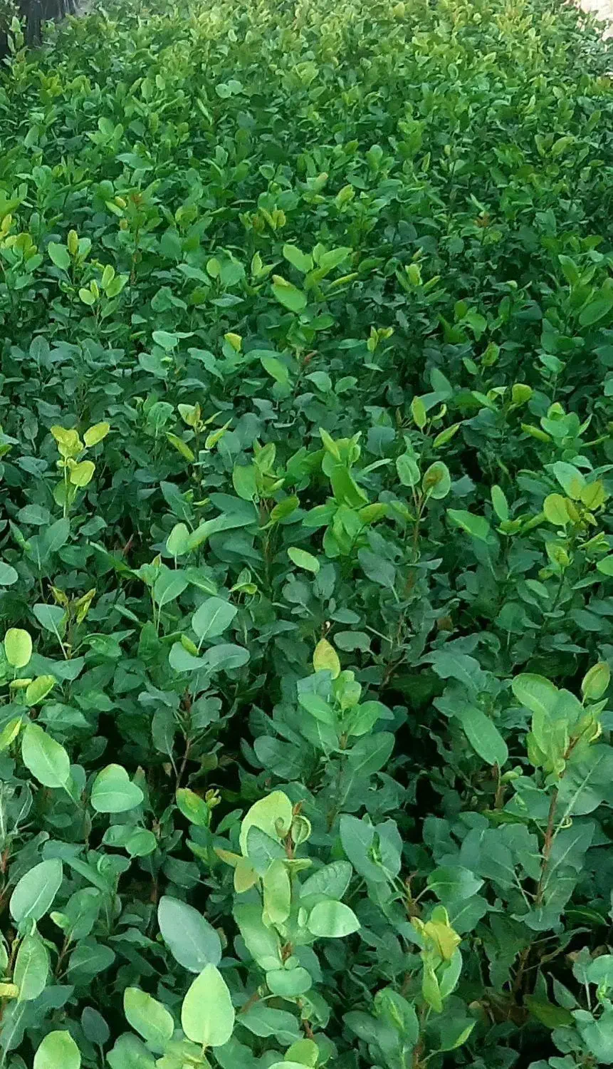 نهال پسته یکساله با پایه بادامی|گل و گیاه طبیعی|کشکوئیه, |دیوار