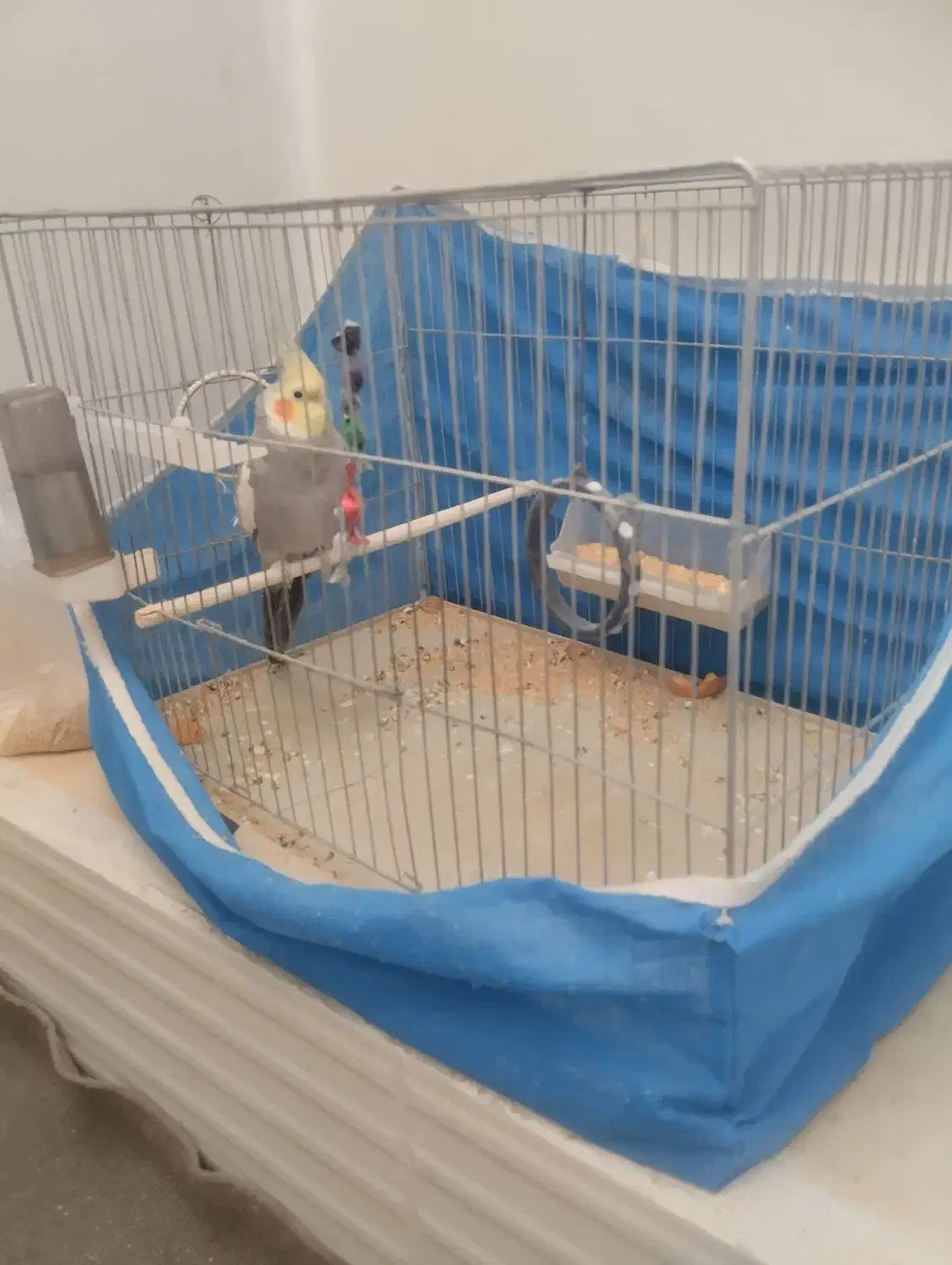 قناری نر معاوضه دارم.عروس هلندی نر|پرنده|اصفهان, عطار نیشابوری|دیوار