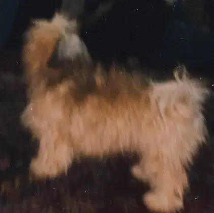 واگذاری رایگان|سگ|تهران, تهرانپارس غربی|دیوار