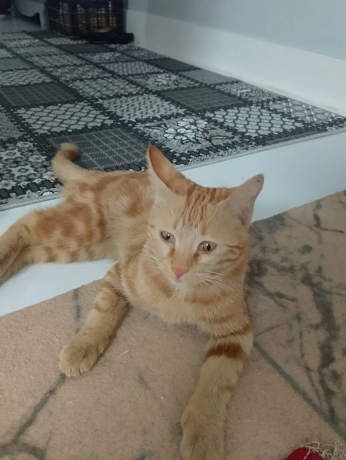 گمشده در محدوده بهاران|گربه|سبزوار, غرب نیروگاه|دیوار