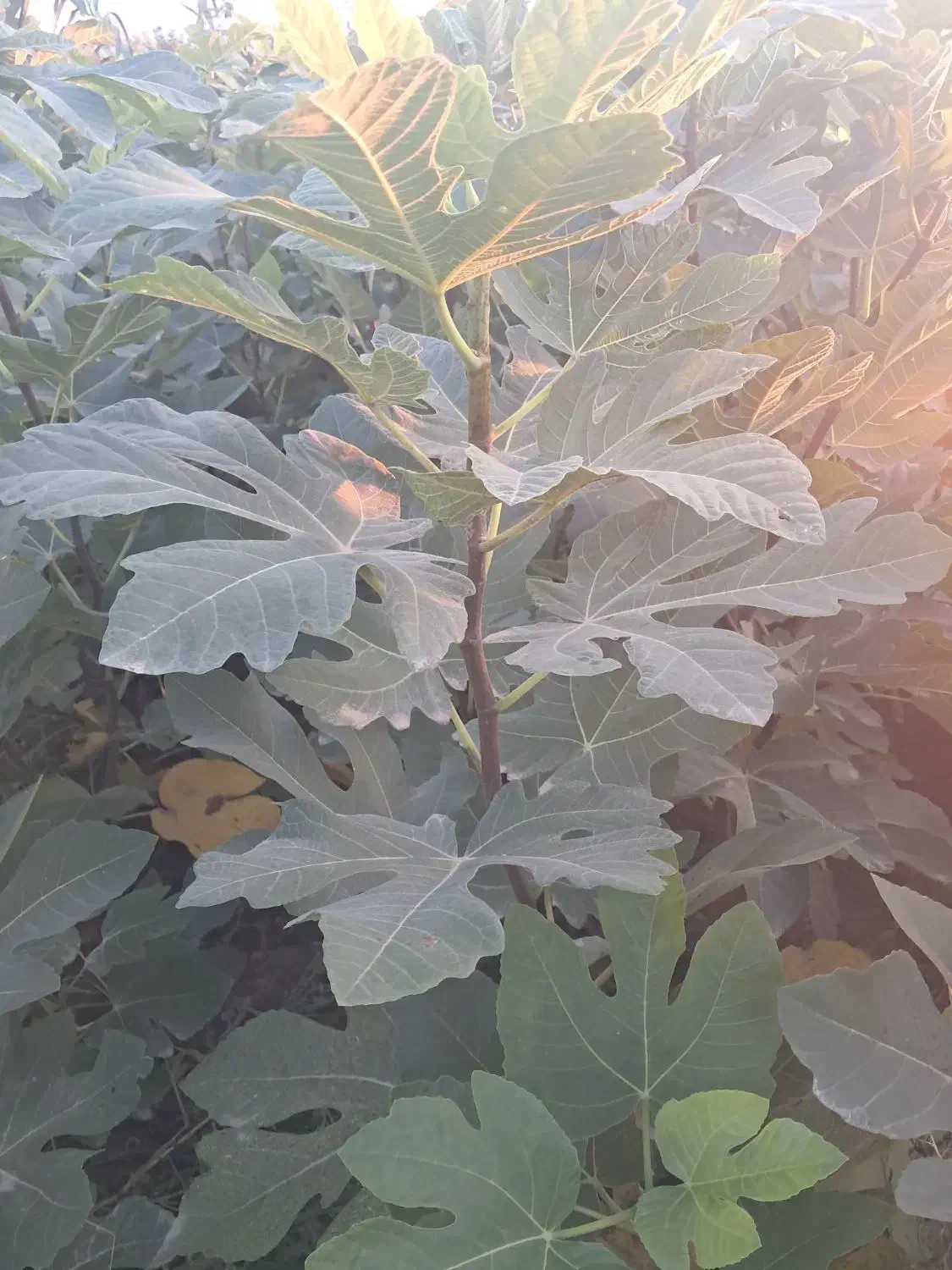 فروش نهال انجیر زعفرانی گلوگاه تضمینی|گل و گیاه طبیعی|گلوگاه, |دیوار