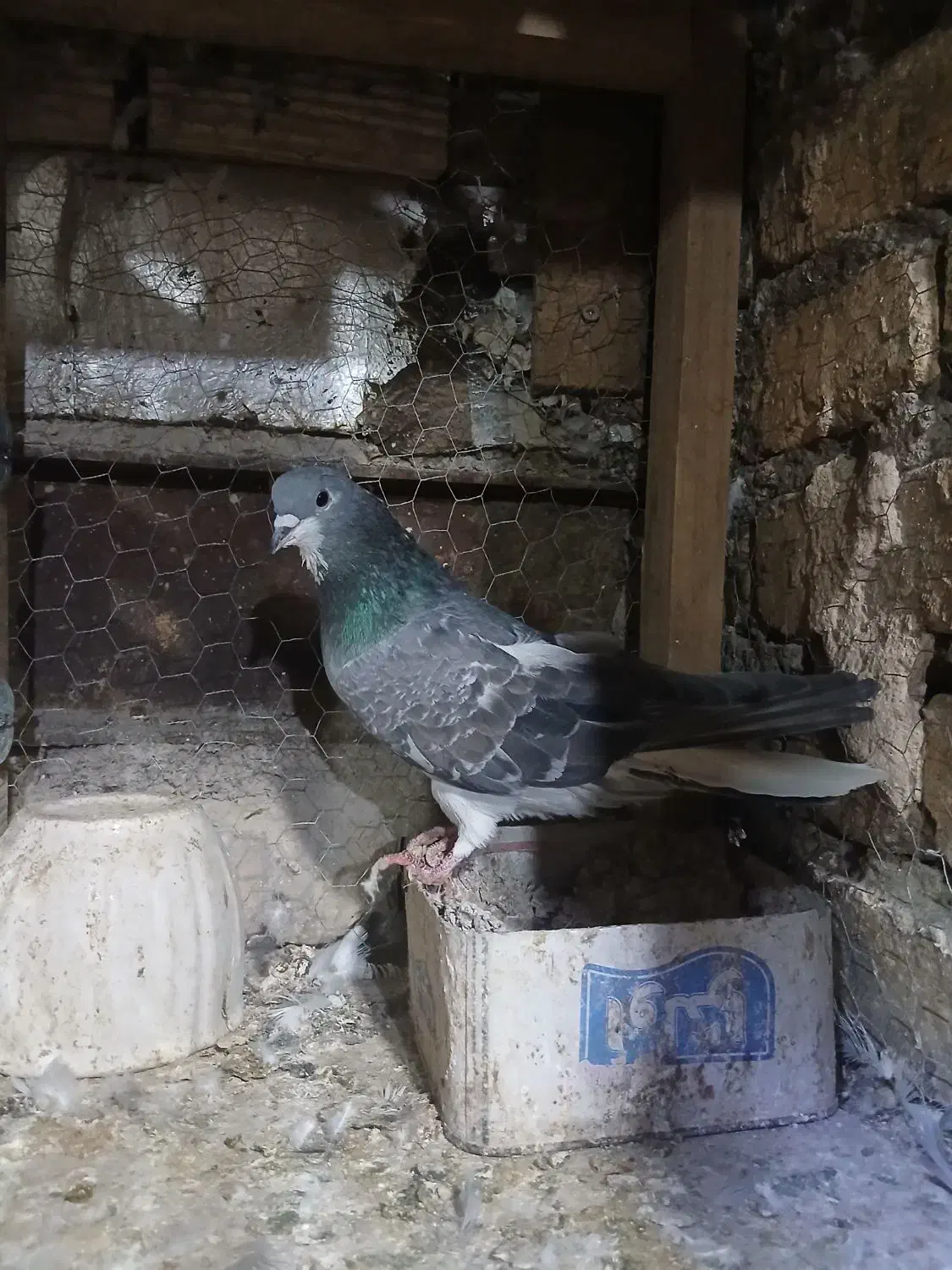 نر دمگیر|پرنده|اصفهان, فردوان|دیوار