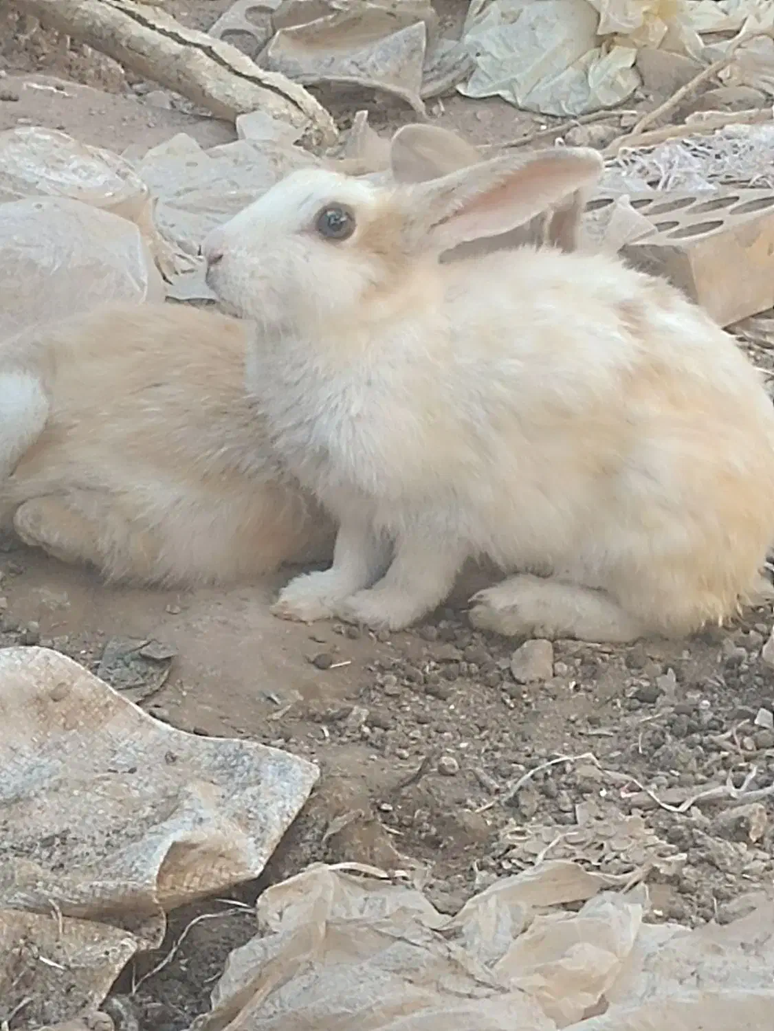 خر گوش|موش و خرگوش|رفسنجان, |دیوار