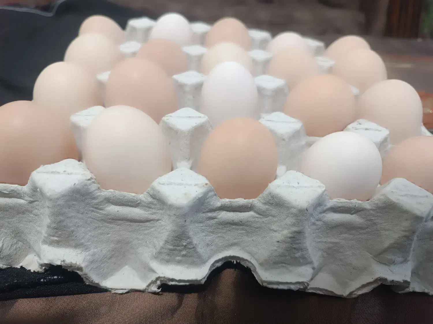 تخم مرغ نطفه دار|حیوانات مزرعه|ماهدشت, |دیوار