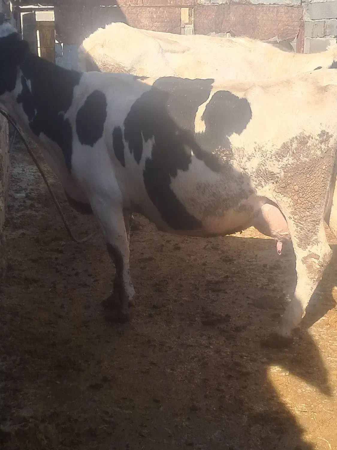 گاوفروشی|حیوانات مزرعه|چیتاب, |دیوار