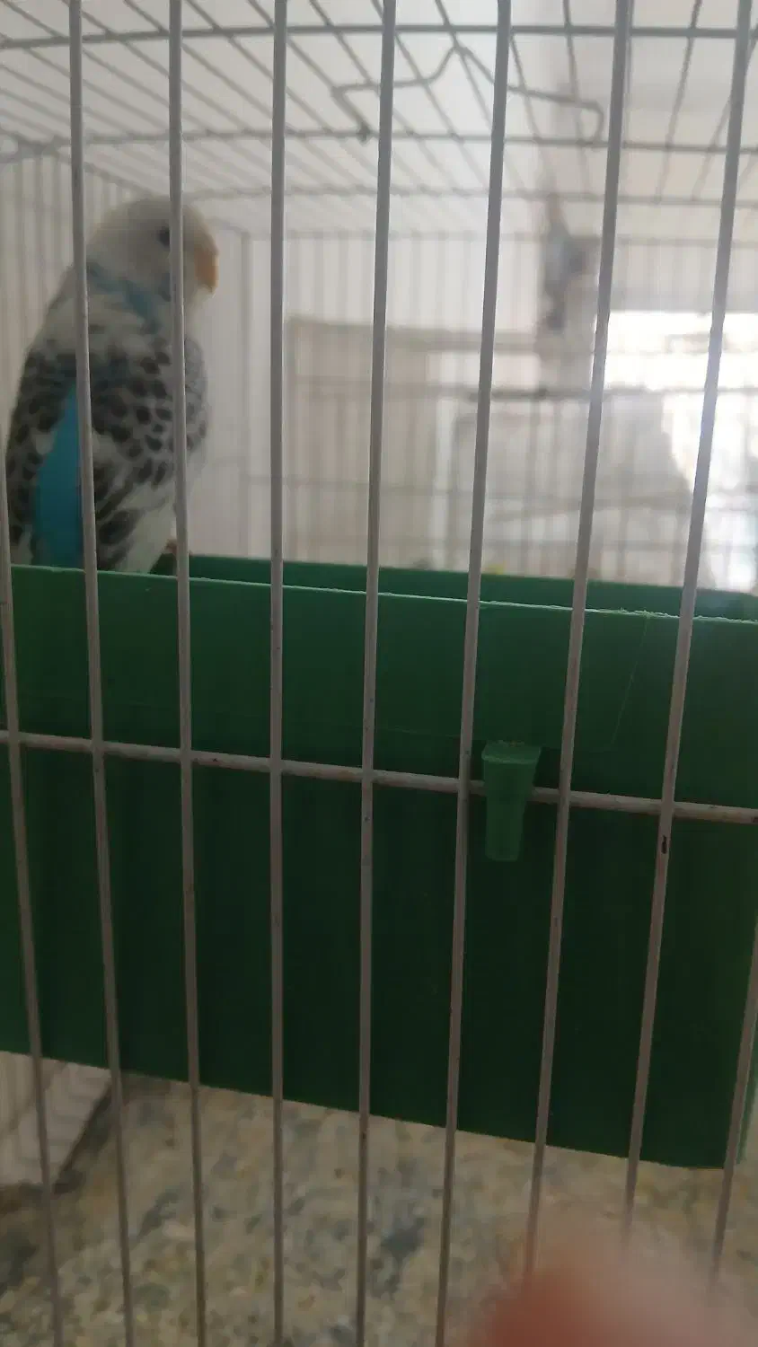 مرغ عشق|پرنده|مشهد, یاس|دیوار