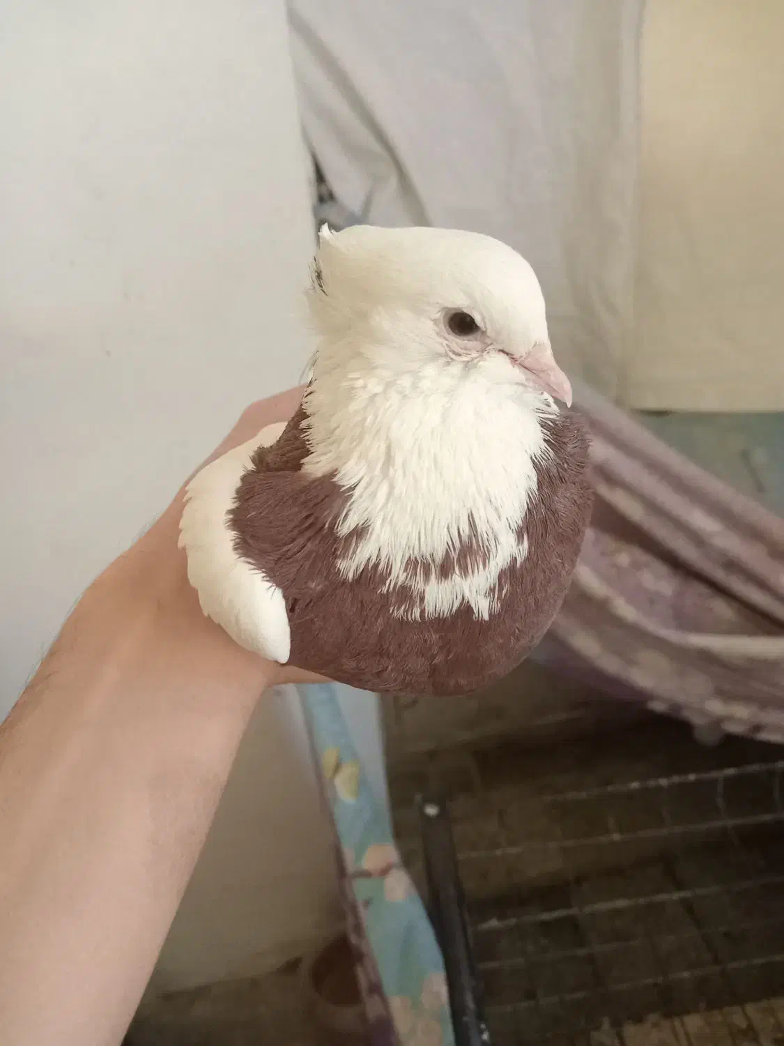 طوق سرخ|پرنده|شیراز, کوشک میدان|دیوار