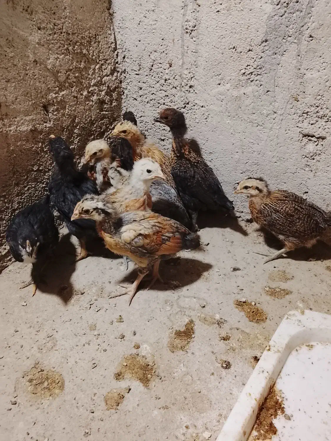 جوجه محلی|حیوانات مزرعه|بهبهان, |دیوار