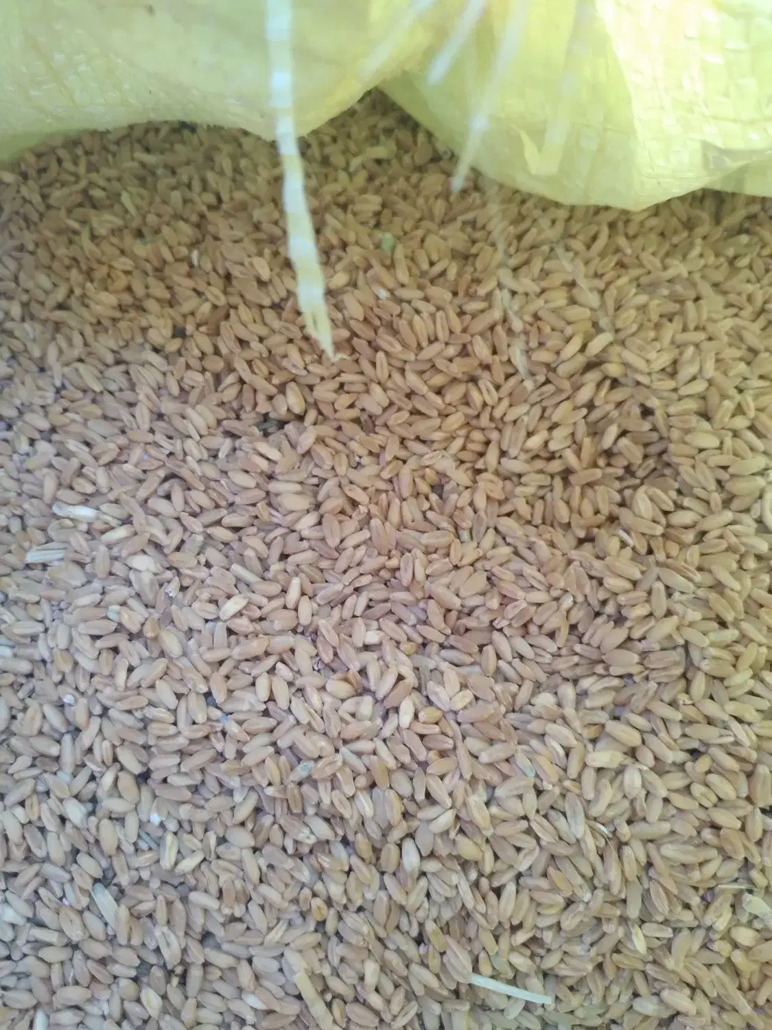 گندم کوهدشت|عمده‌فروشی|کوهدشت, |دیوار