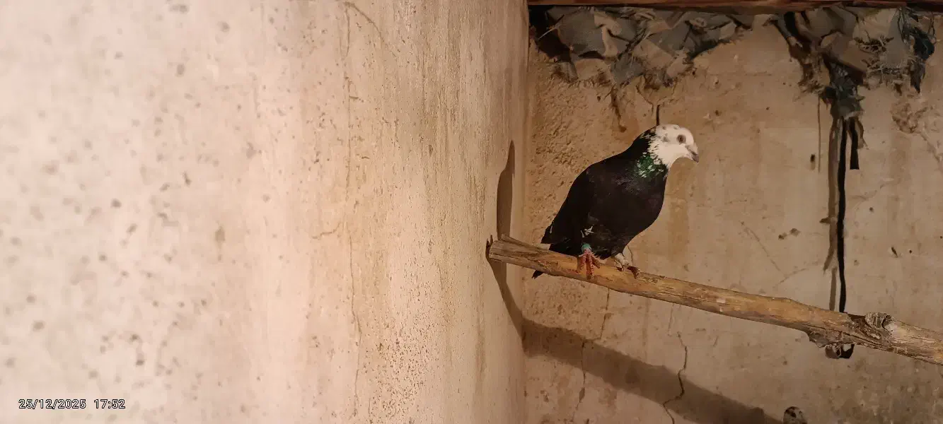 کبوتر پلاکی بزک|پرنده|شیراز, بازار|دیوار