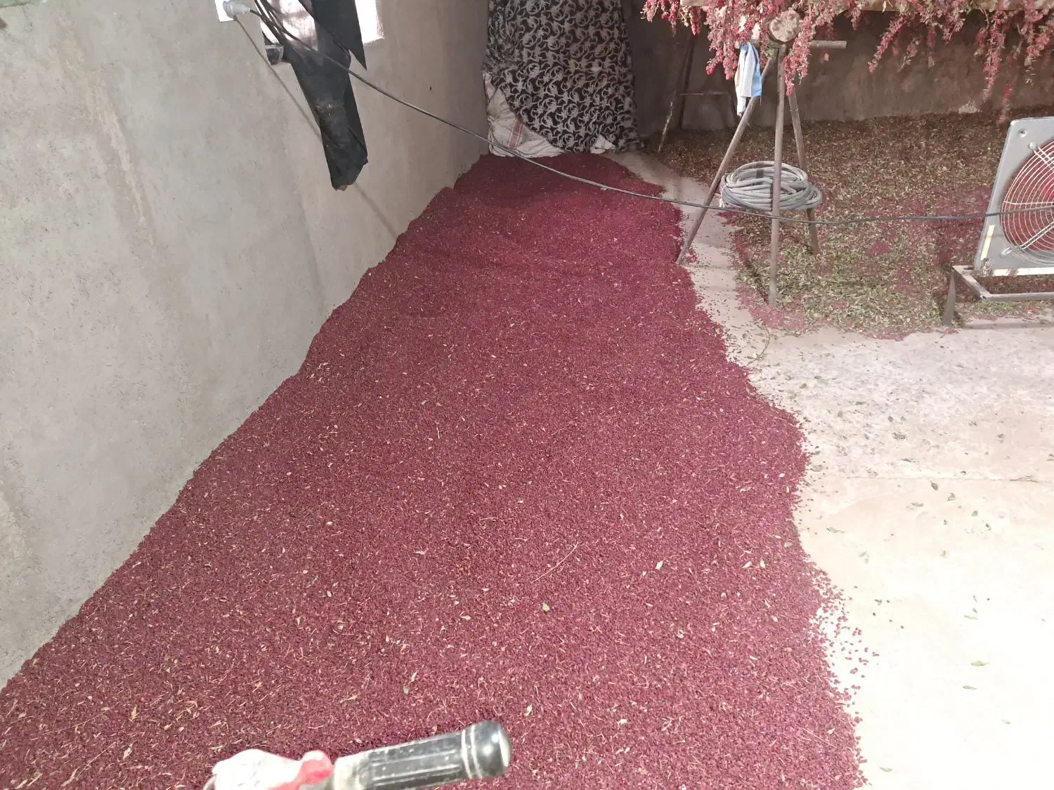 زرشک|عمده‌فروشی|زیرکوه, |دیوار