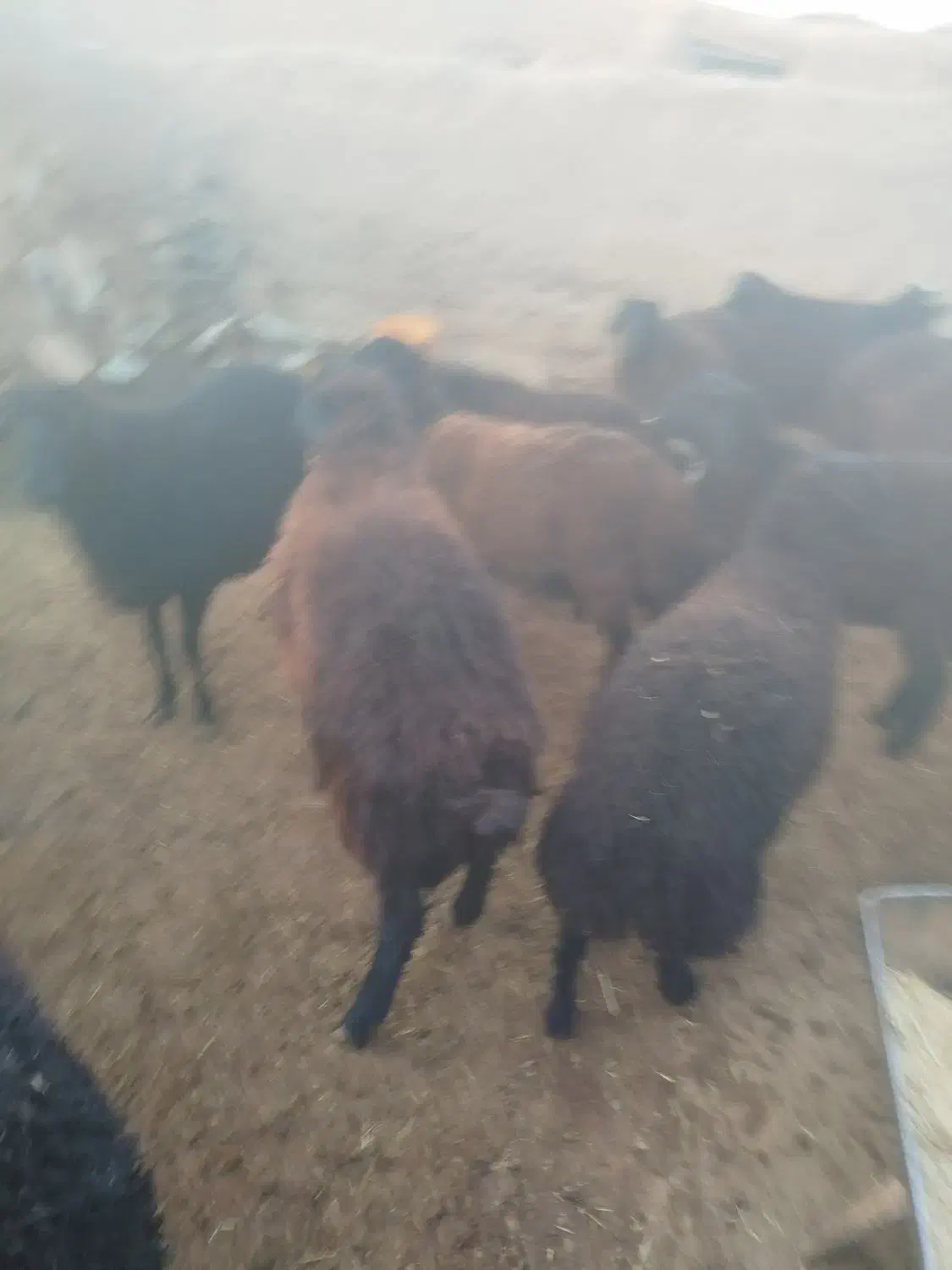 بره های نر چاق ،وزن مختلف|حیوانات مزرعه|ساوه, |دیوار