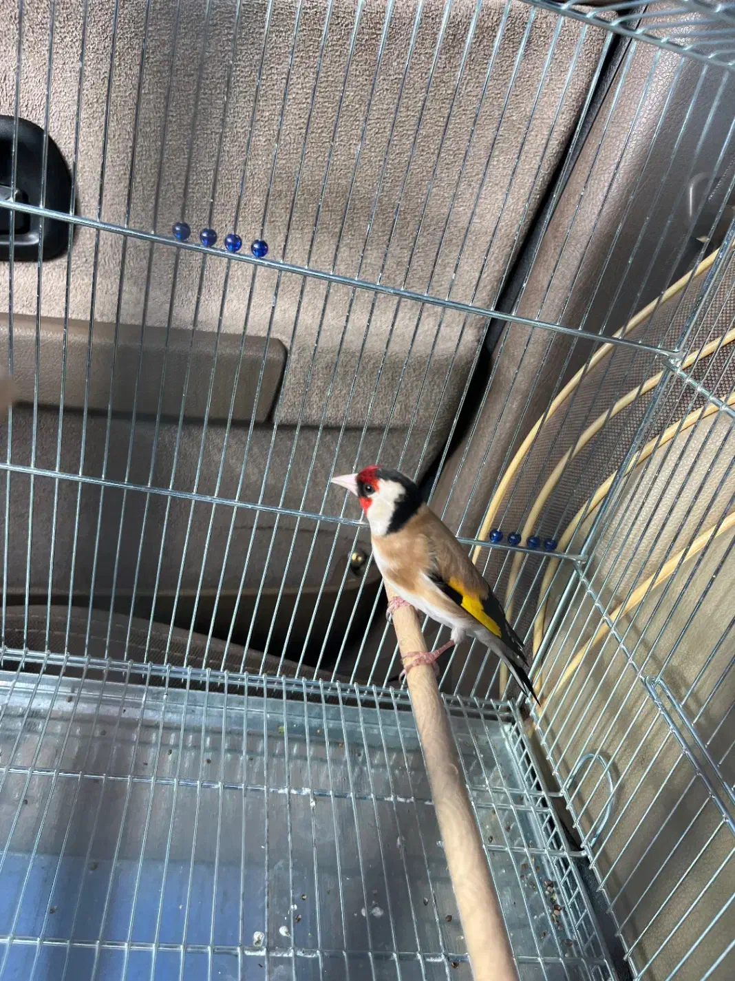 سهره|پرنده|بیستون, |دیوار