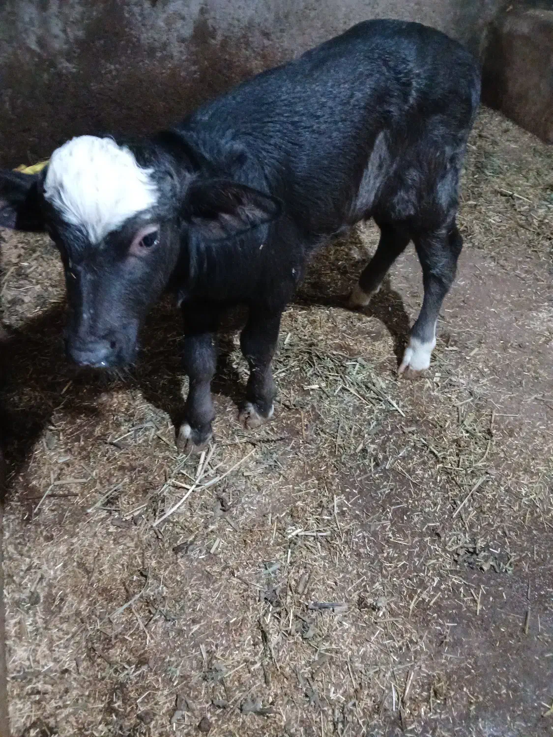 گاومیش نوبار|حیوانات مزرعه|قصابه, |دیوار