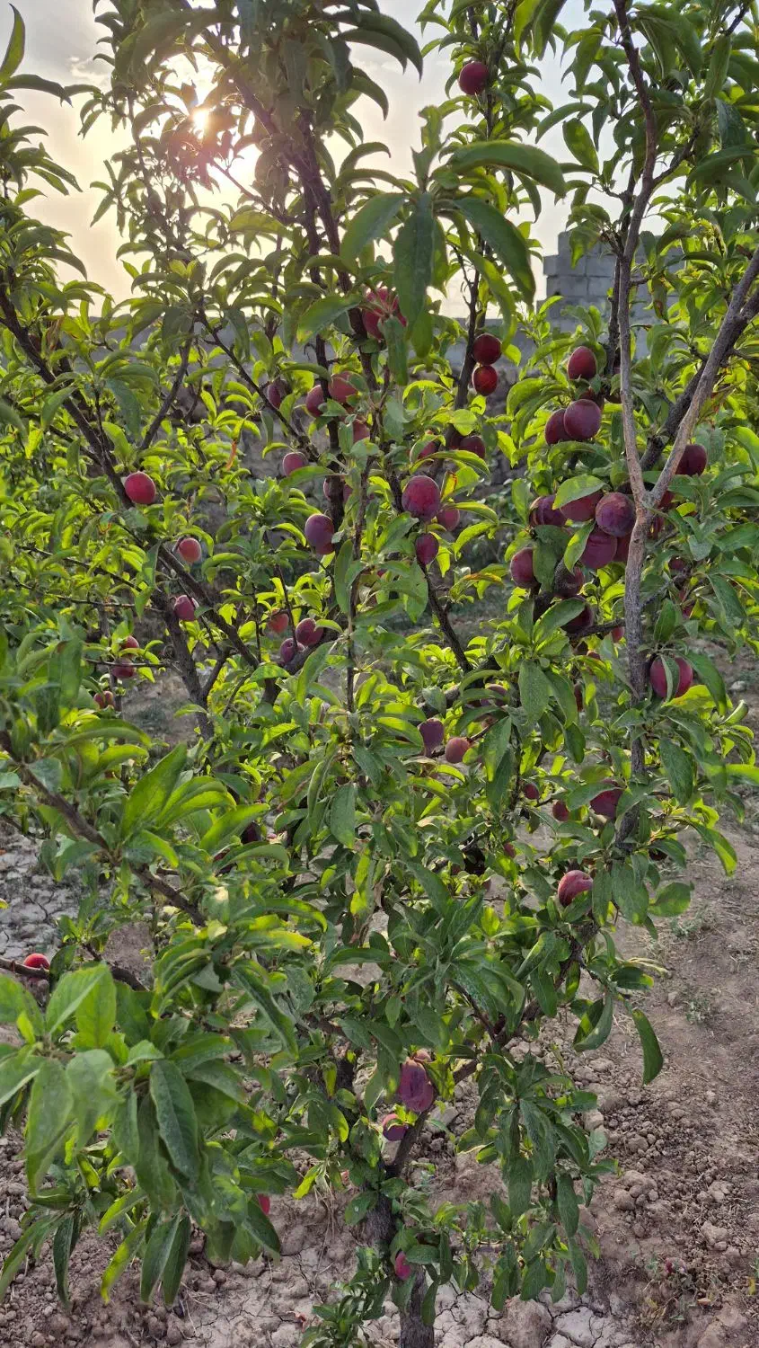 570 متر باغ میوه فشند ،درختان مثمر، آلاچیق|فروش زمین و ملک کلنگی|هشتگرد, فشند|دیوار