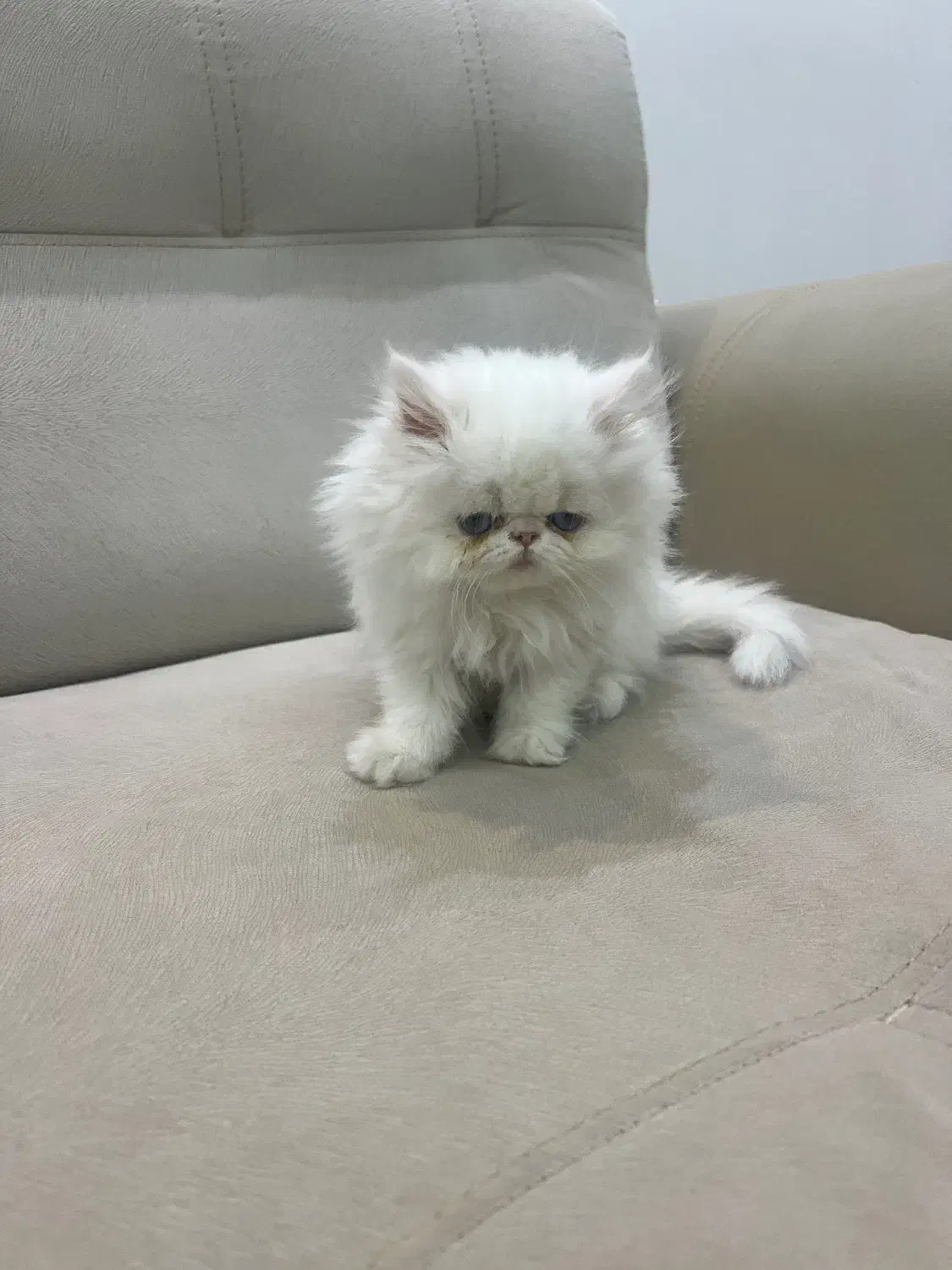 گربه پرشین|گربه|مهاباد (آذربایجان غربی), |دیوار