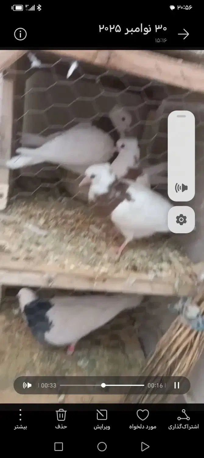 چند جفت دمب شفید قلدر جفت گاه وطوقی معا وضه دارم|پرنده|مشهد, کشف|دیوار