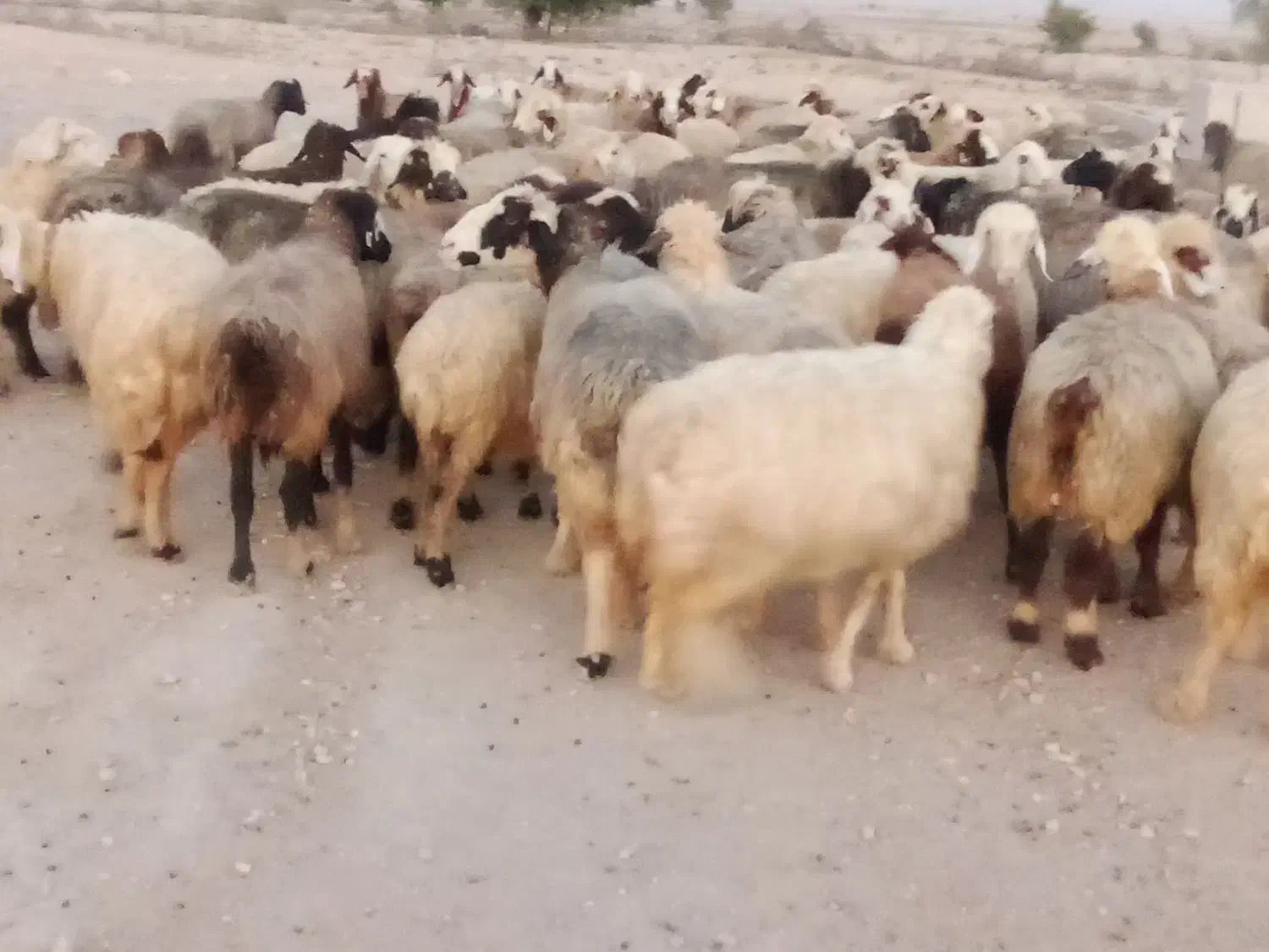 فروش 55راس میش ترکی بختیاری آبستن|حیوانات مزرعه|جره و بالاده, |دیوار