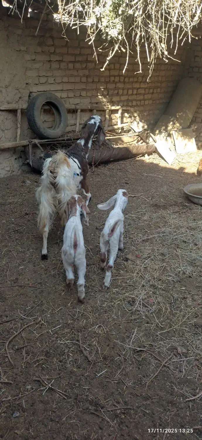 2عدد بز پاکستانی بزغاله عالی از همه نظر|حیوانات مزرعه|خلیل آباد, |دیوار