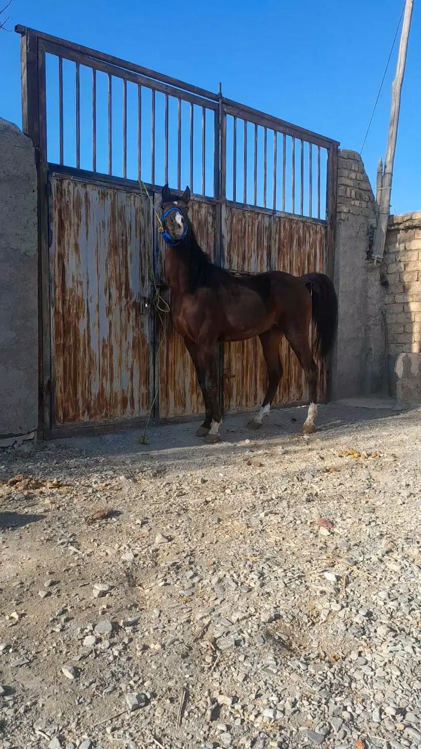 اسب نریان|اسب و تجهیزات اسبسواری|اراک, |دیوار