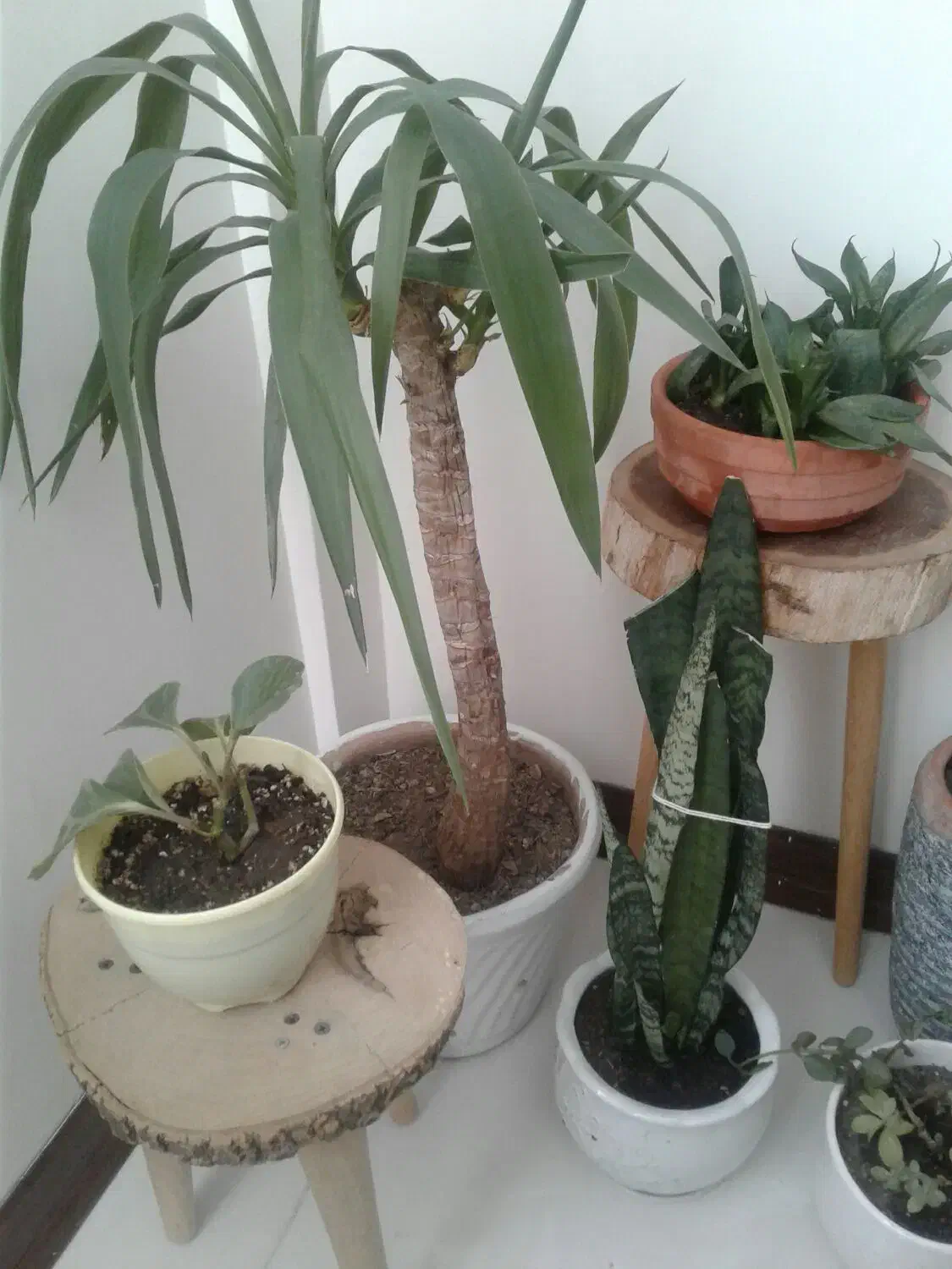 گل طبیعی و گلدان|گل و گیاه طبیعی|مشهد, امیریه|دیوار