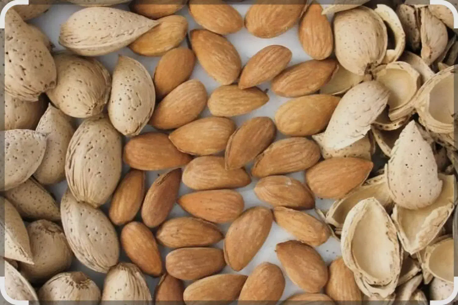 بادام شکن|خدمات باغبانی و درختکاری|بافت, |دیوار