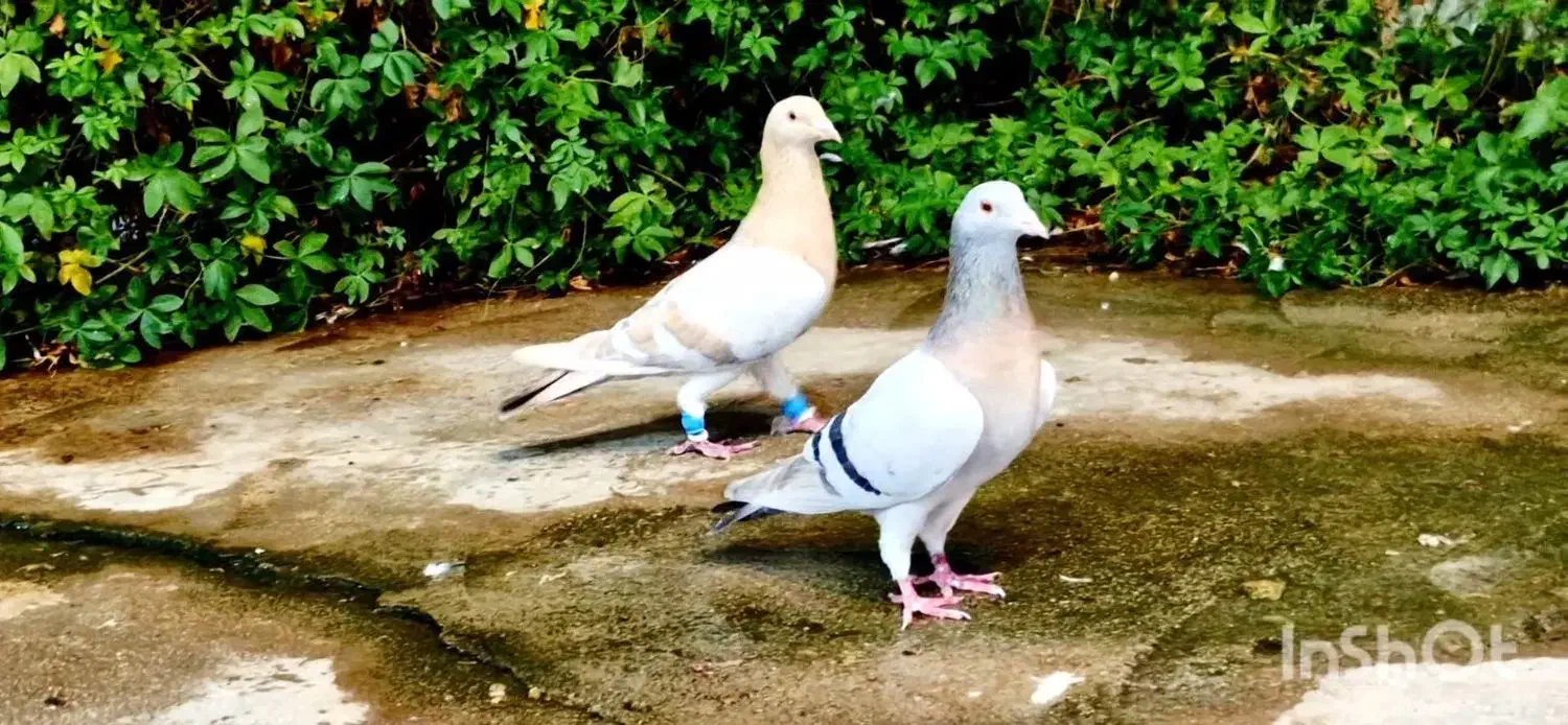 ۶ جفت نر وماده|پرنده|شیراز, شهرک مطهری|دیوار