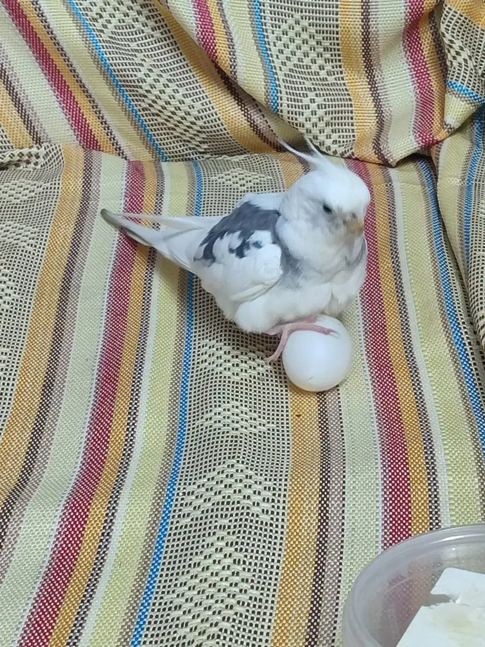 طوطی عروس آلبینو دوکت گمشده به اسم مروارید|حیوانات|قم, باسکول|دیوار