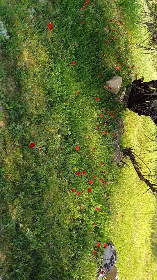 چادربرزنتی|کوهنوردی و کمپینگ|دهدشت, |دیوار