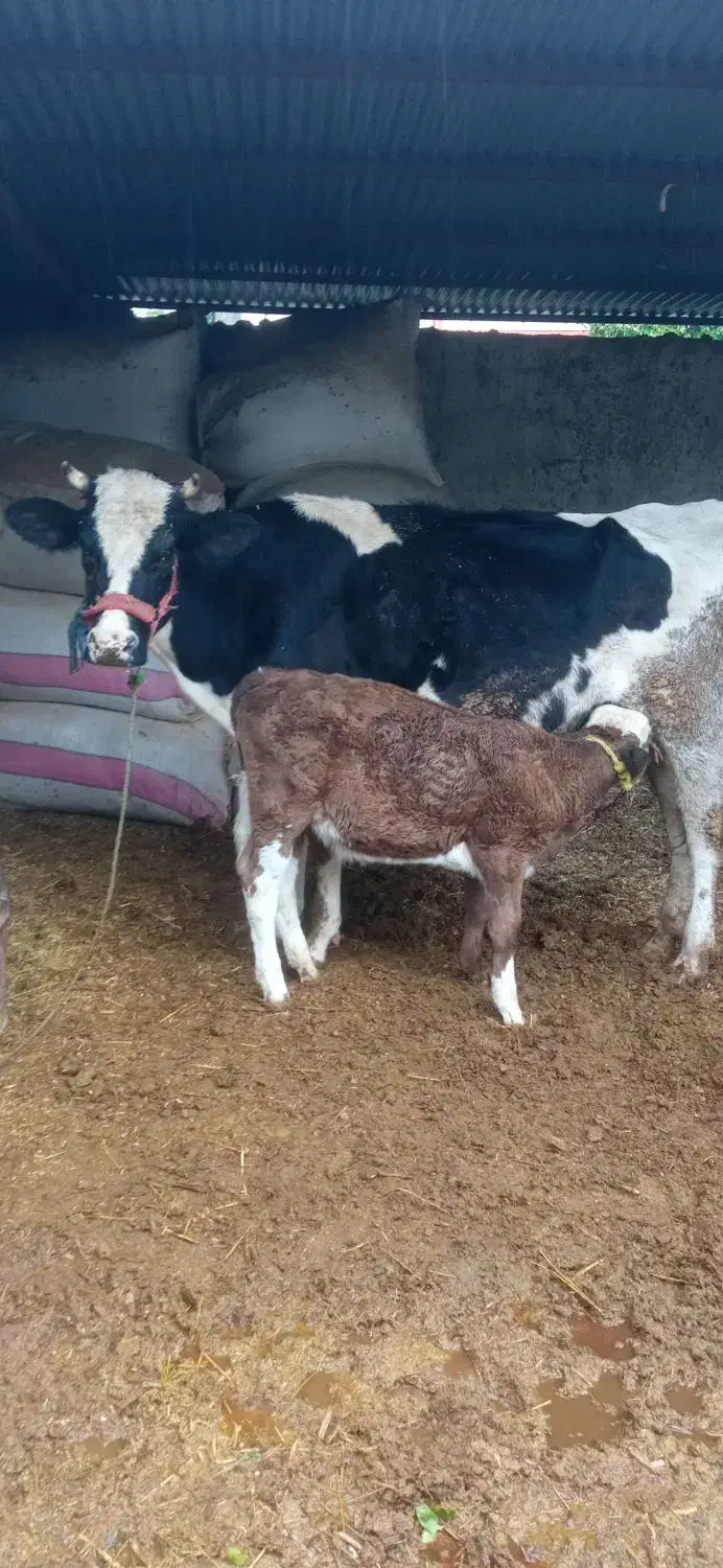 گاو|حیوانات مزرعه|شیراز, حومه شیراز|دیوار