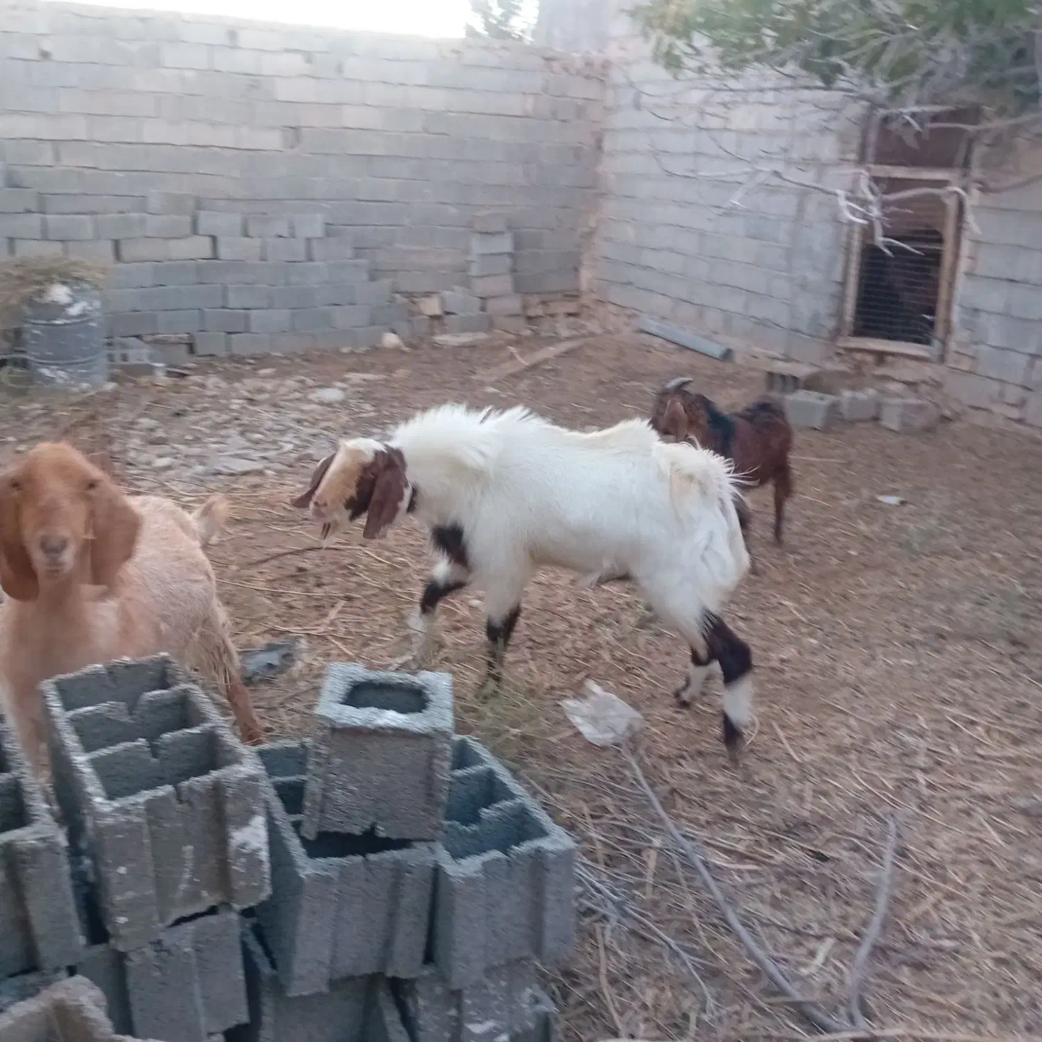 بز نر پاکستانی|حیوانات مزرعه|بجنورد, |دیوار