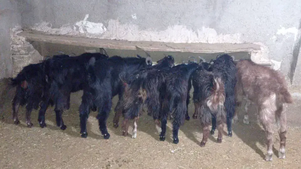 گوسفند زنده بره نر بزغاله سرک دار چاق|حیوانات مزرعه|کرج, کیانمهر|دیوار