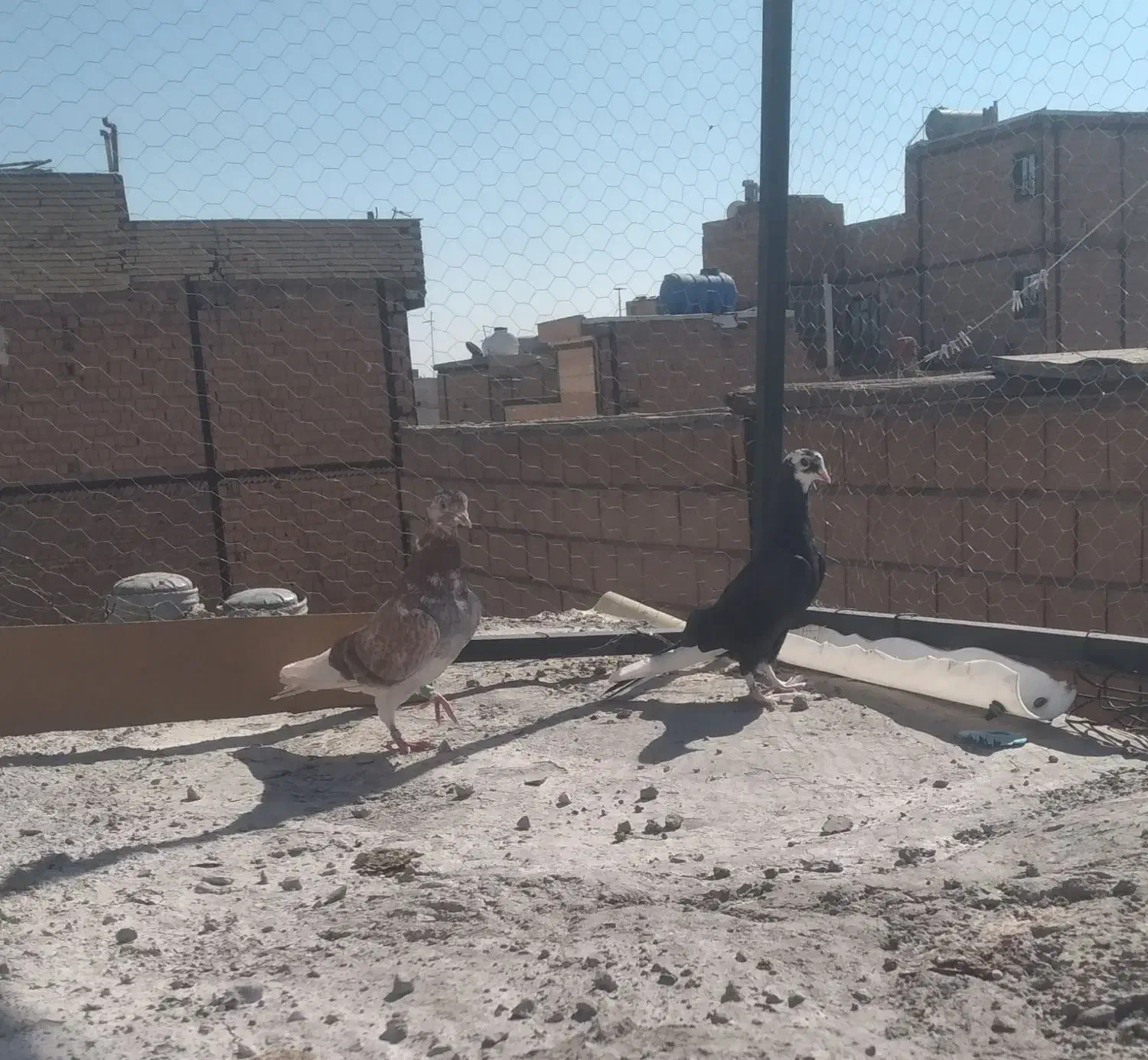 کفتر|پرنده|نسیمشهر, |دیوار