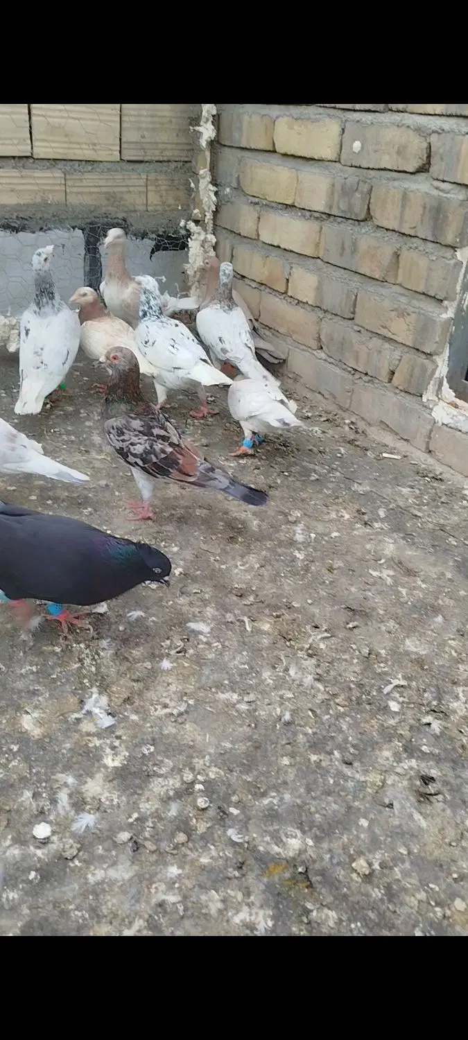 کبوتر|پرنده|تاکستان, |دیوار