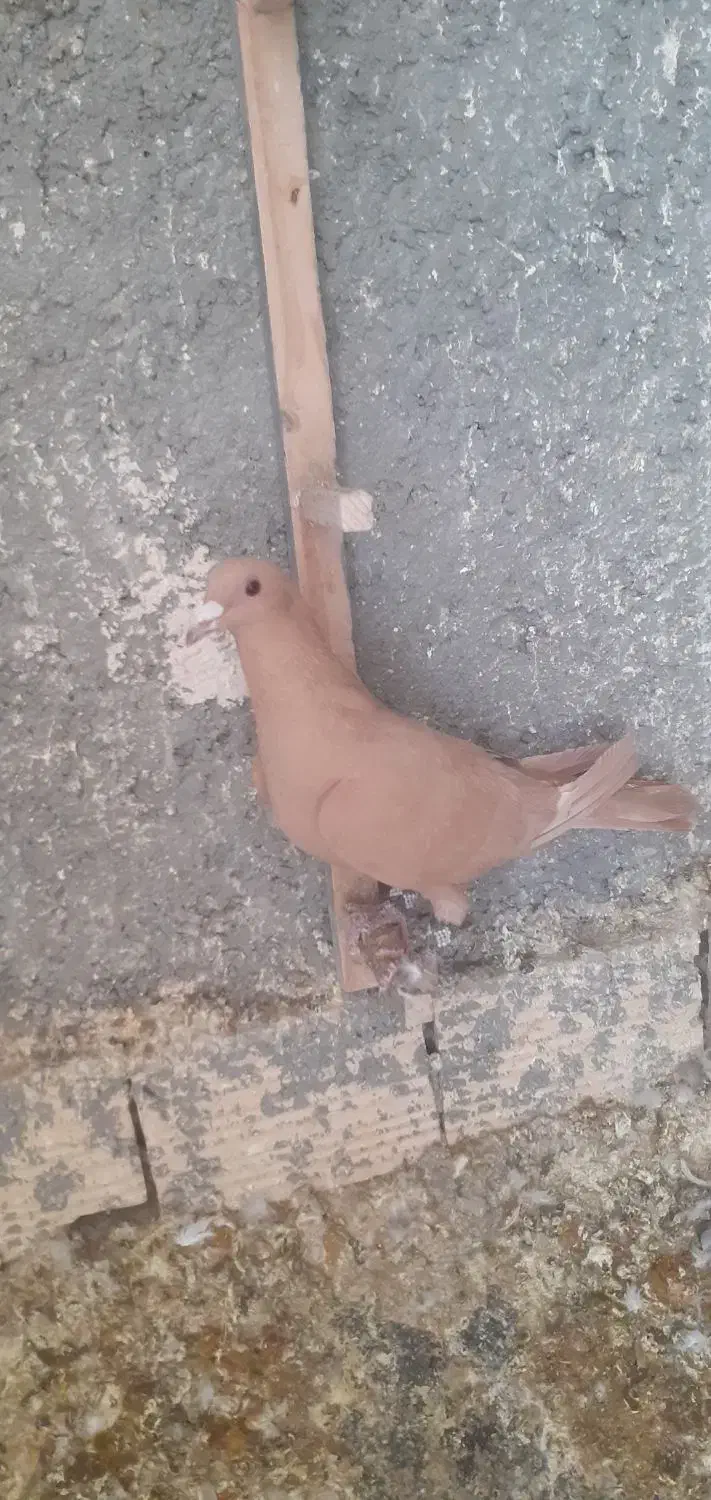 ماده زرد کرمانی|پرنده|قائن, |دیوار