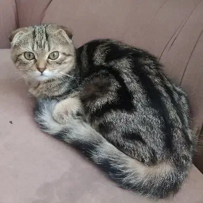 بچه گربه تبی فلد|گربه|تهران, بلوار کشاورز|دیوار