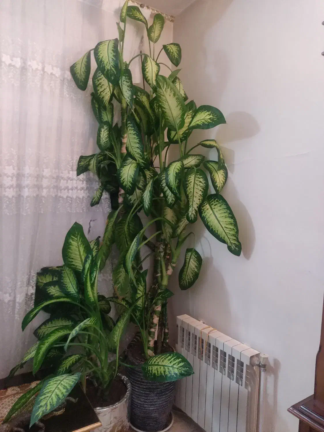 2عدرخت دیفن باخیا خارجی واز نوع ماده|گل و گیاه طبیعی|تهران, شهرک شهید رجایی (کوی نوبنیاد)|دیوار