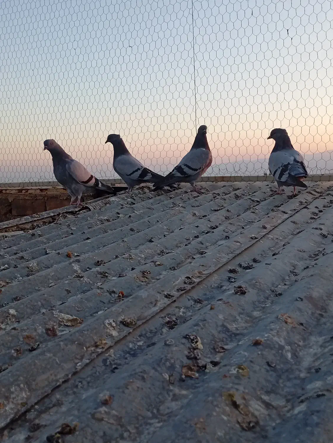 جوجه سبز رگه دار|پرنده|ساوه, |دیوار