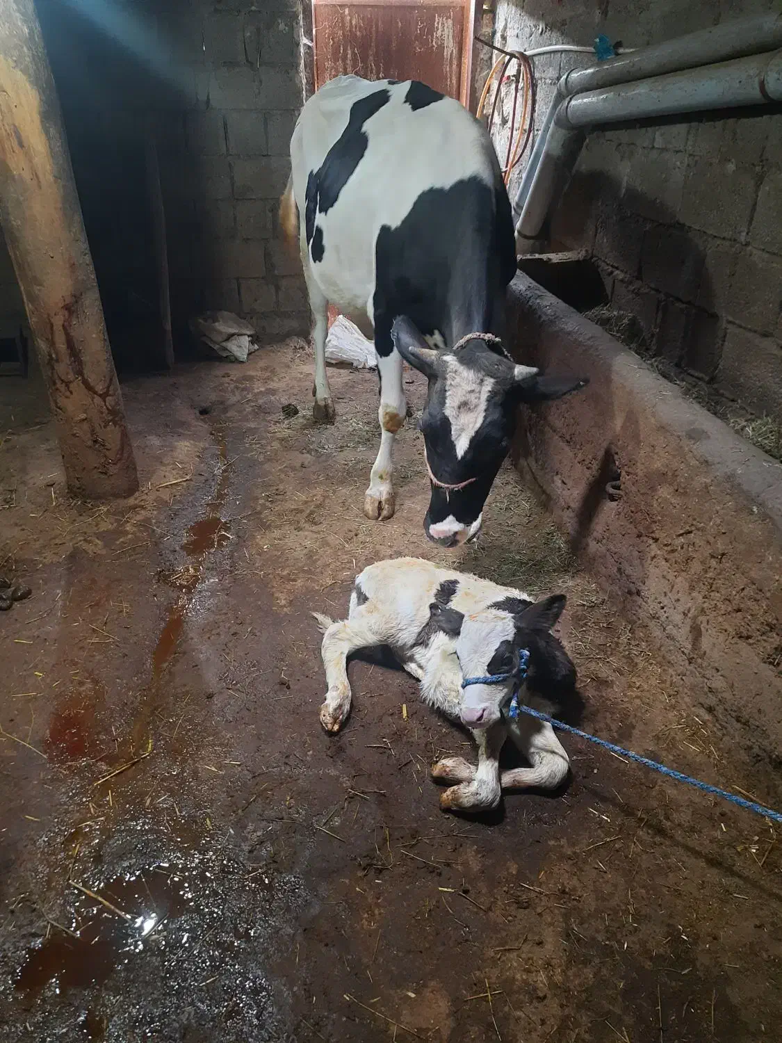 گاو شیری شکم اول هولشتاین|حیوانات مزرعه|منجوان, |دیوار