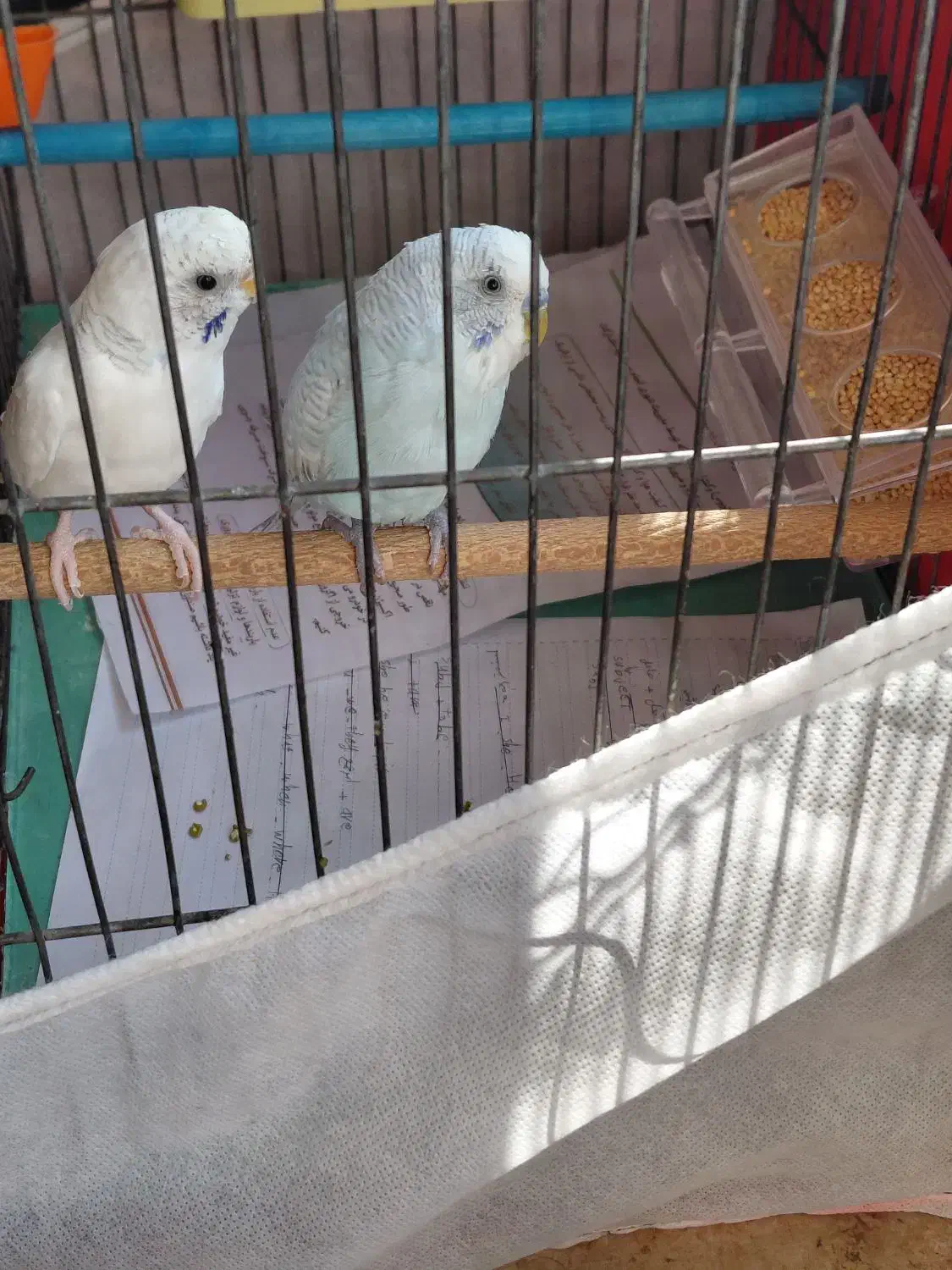 مرغ عشق وطوطی برزیلی|پرنده|اردبیل, |دیوار