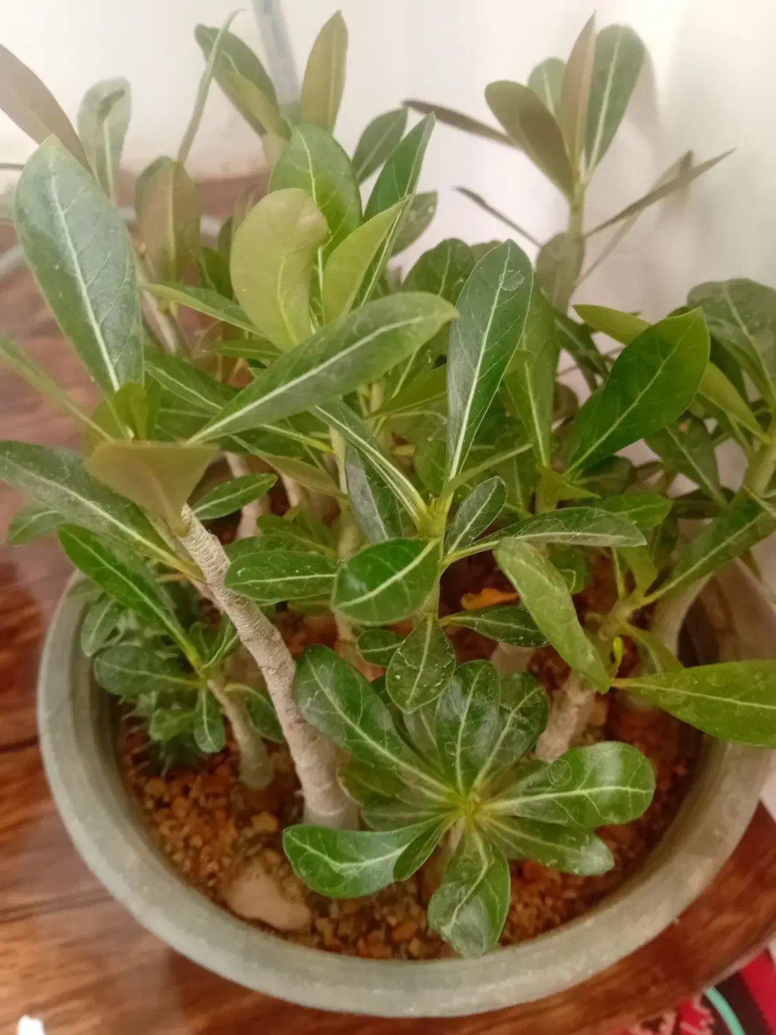 گل وگیاه|گل و گیاه طبیعی|صحنه, |دیوار